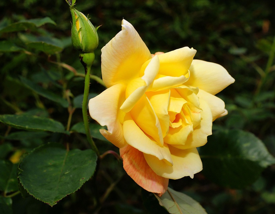 Internationella kvinnodagen och Zonta Rose Day - Zonta Distrikt 21